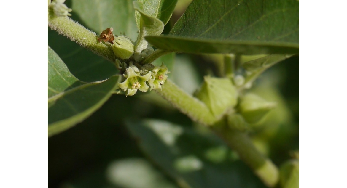 Ashwagandha: Todo lo que necesitas saber sobre esta planta adaptógena milenaria